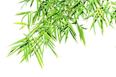 Green leaf of bamboo leaf isolated on white background Stock Photos