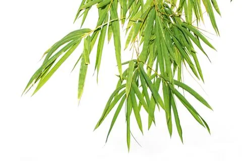 Green leaf of bamboo leaf isolated on white background Stock Photos