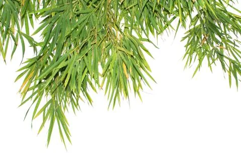 Green leaf of bamboo leaf isolated on white background Stock Photos