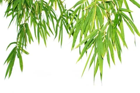 Green leaf of bamboo leaf isolated on white background Stock Photos