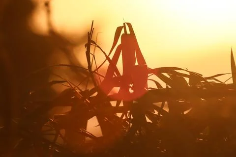 Green leaf of Bamboo  tree on sunset time Stock Photos