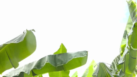 Green leaf banana background Stock Footage 255002607