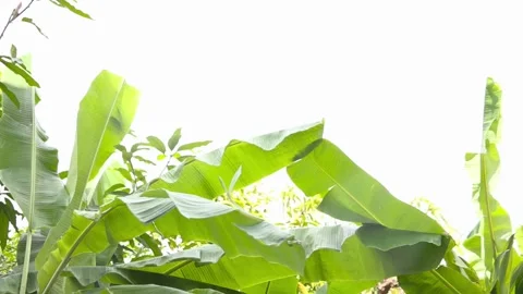 Green leaf banana background 動画素材 255002645