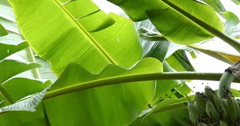 Green leaf banana fruit on tree, rainy day scene Stock Footage 80464188