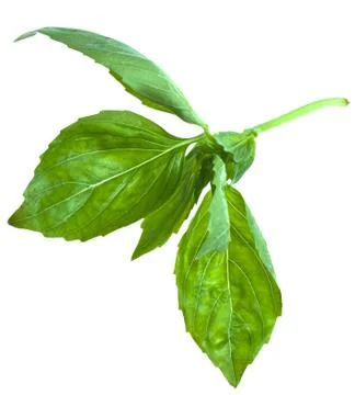 Green leaf of basil Stock Photos