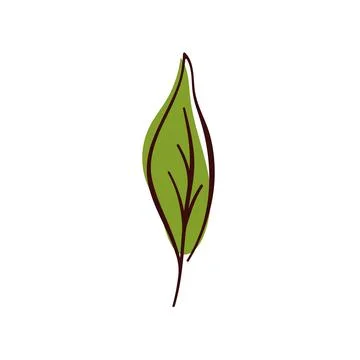 Green leaf of basil in simple flat design. Ideal for natural, organic, and eco Stock Illustration