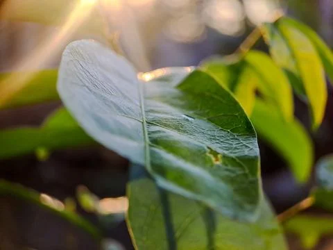 A green leaf bathed in sunlight, with a soft background and bokeh. Stock Photos