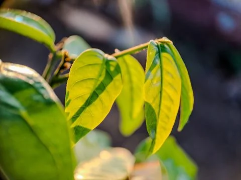 A green leaf bathed in sunlight, with a soft background and bokeh. Stock Photos