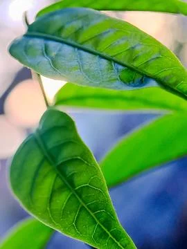 A green leaf bathed in sunlight, with a soft background and bokeh. Stock Photos