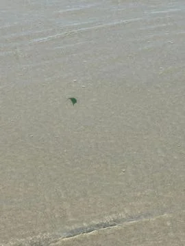 Green Leaf on the Beach Sand Stock Photos