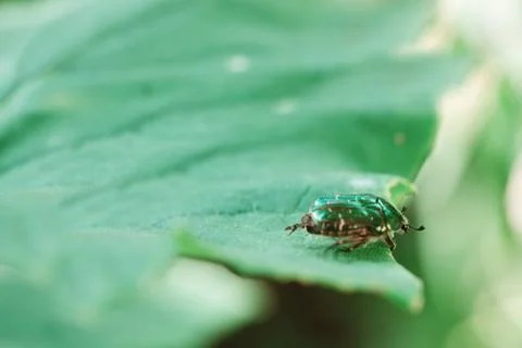 Green leaf beetle on the leaf in the summer garden. Stock Photos
