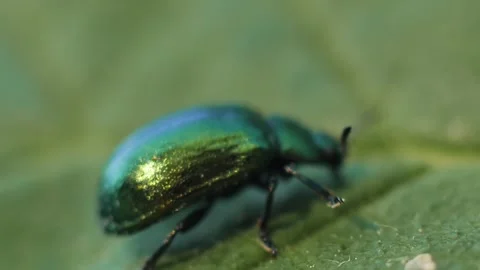 Green leaf beetle, Linaeidea aenea. A beetle moves on a tree leaf Stock Footage 242363993