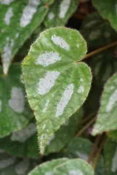Green leaf of Begonia U697 featuring silvery patches, fine hairs, and a hea.. Stock Photos