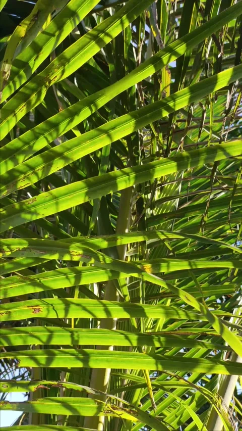 Green leaf big bush vertical background 4k 스톡 동영상 233889587