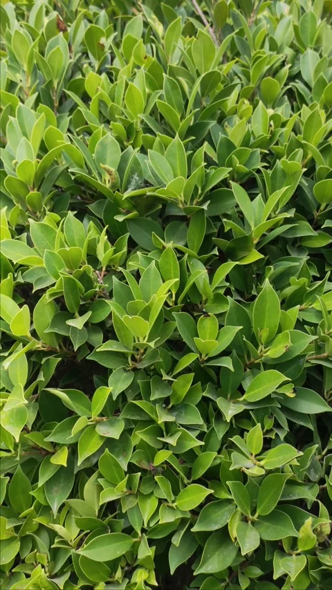 Green leaf big bush vertical background 4k 스톡 동영상 233889598