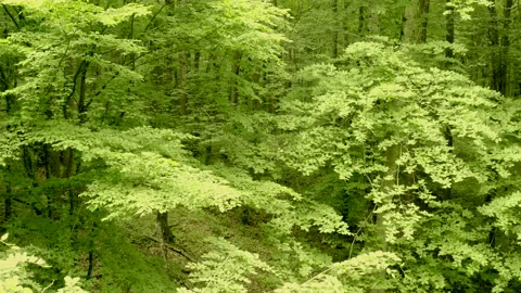 Green leaf to big forest view Stock Footage 134016575