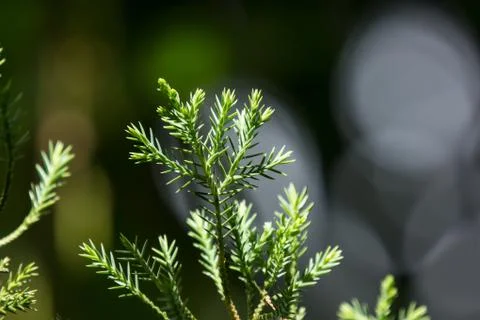 Green leaf of Big Pine tree Stock Photos