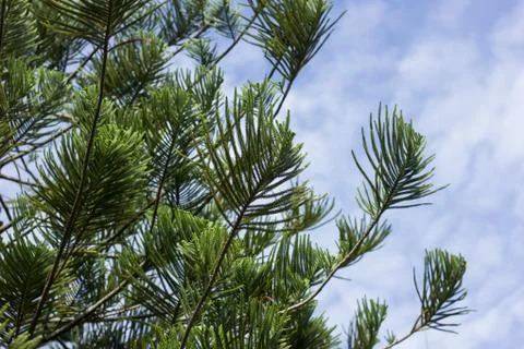 Green leaf of Big Pine tree Stock Photos