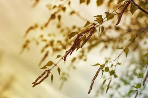 Green leaf of birch closeup, spring background Stock Photos
