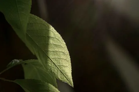 Green leaf of bird cherry. Stock Photos