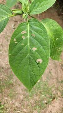 Green leaf with bite marks 스톡 사진