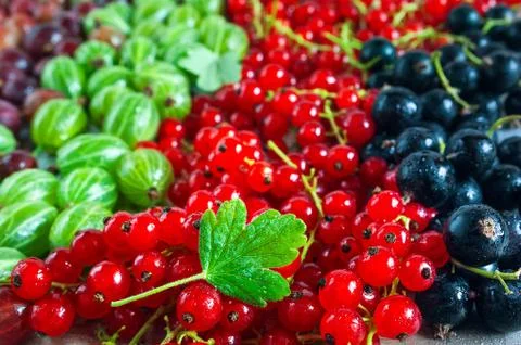 Green Leaf, Black and Red Currant Berries, Green and Red Gooseberries Stock Photos