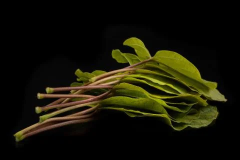 Green leaf on a black table. Large leaves of a plant from Central Europe. Stock Photos