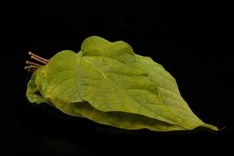 Green leaf on a black table. Large leaves of a plant from Central Europe. 库存照片