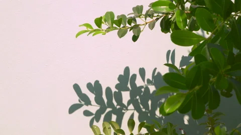 Green leaf with blowing wind and shadows leaves on wall Stock Footage 152892543