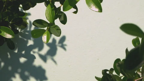 Green leaf with blowing wind and shadows leaves on a white wall background Stock Footage 155215762