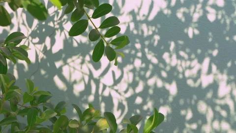Green leaf with blowing wind and shadows Video stock 167104757