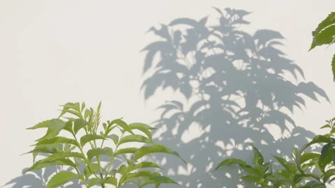 Green leaf with blowing wind and shadows Stock Footage 194007045