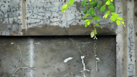 Green leaf with blowing wind on a concrete wall background. Stock Footage 156312980