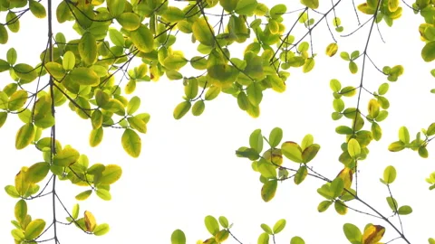 Green leaf with blowing wind in white sky Stock Footage 134746344