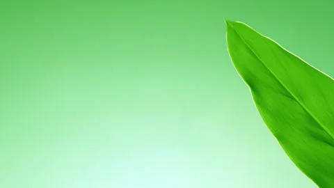 Green leaf blown by the wind with copy space area 库存影片 273661984