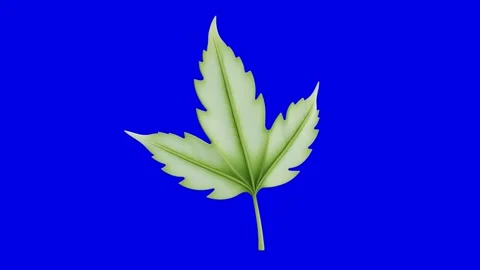 Green Leaf on Blue Background Stock Footage 310794113