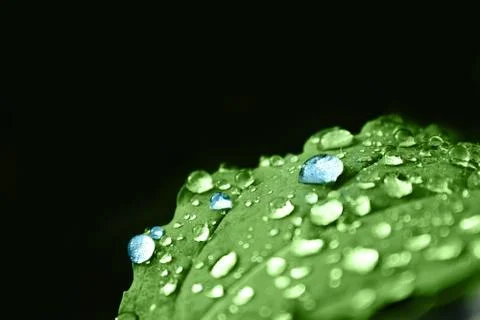Green leaf with blue dew Stock Photos