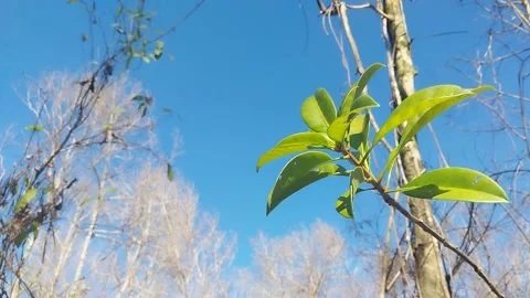 A green leaf with a blue sky background Stock Footage 197546678