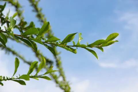 Green leaf on blue sky background.It natural and beautiful.A branch in a park Stock Photos