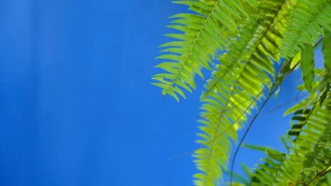 Green leaf in blue wall Stock Photos