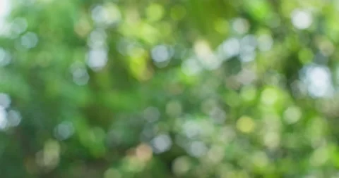 green leaf blur background. defocus back... | Stock Video | Pond5