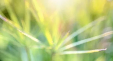 Green leaf blur background Stock Photos