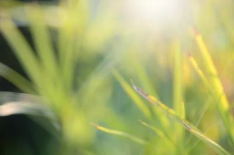Green leaf blur background Stock Photos