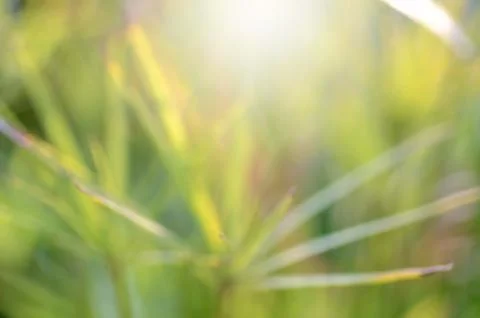 Green leaf blur background Stock Photos