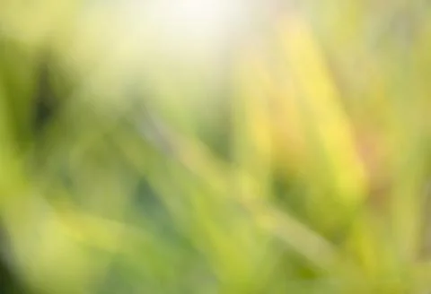 Green leaf blur background Foto stock