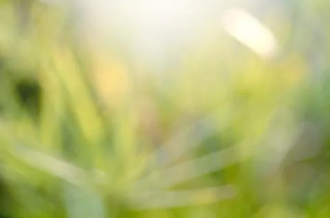 Green leaf blur background Stock Photos