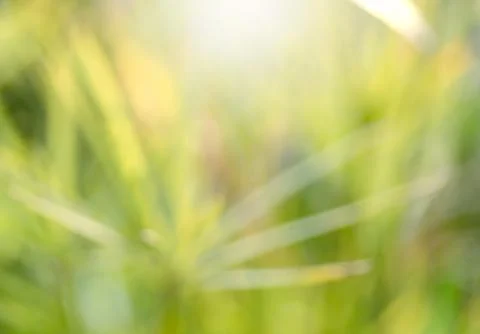 Green leaf blur background Stock Photos