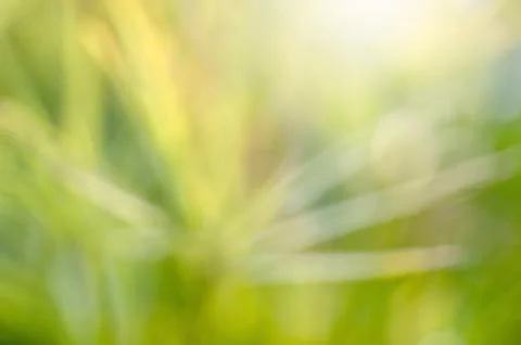 Green leaf blur background Stock Photos