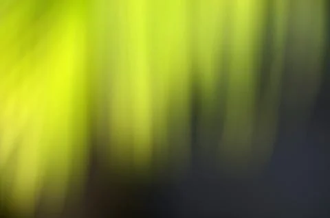 Green leaf blur background Stock Photos