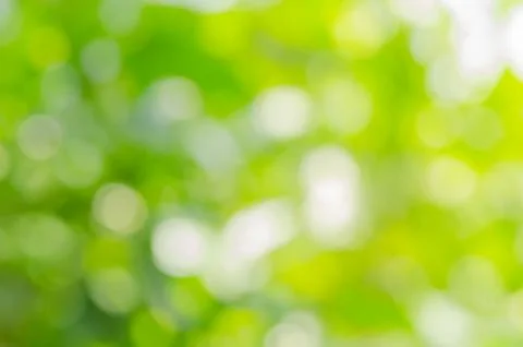 Green leaf blurred background and sunlight bokeh Stock Photos